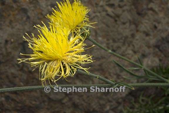 centaurea rupestris 1 graphic